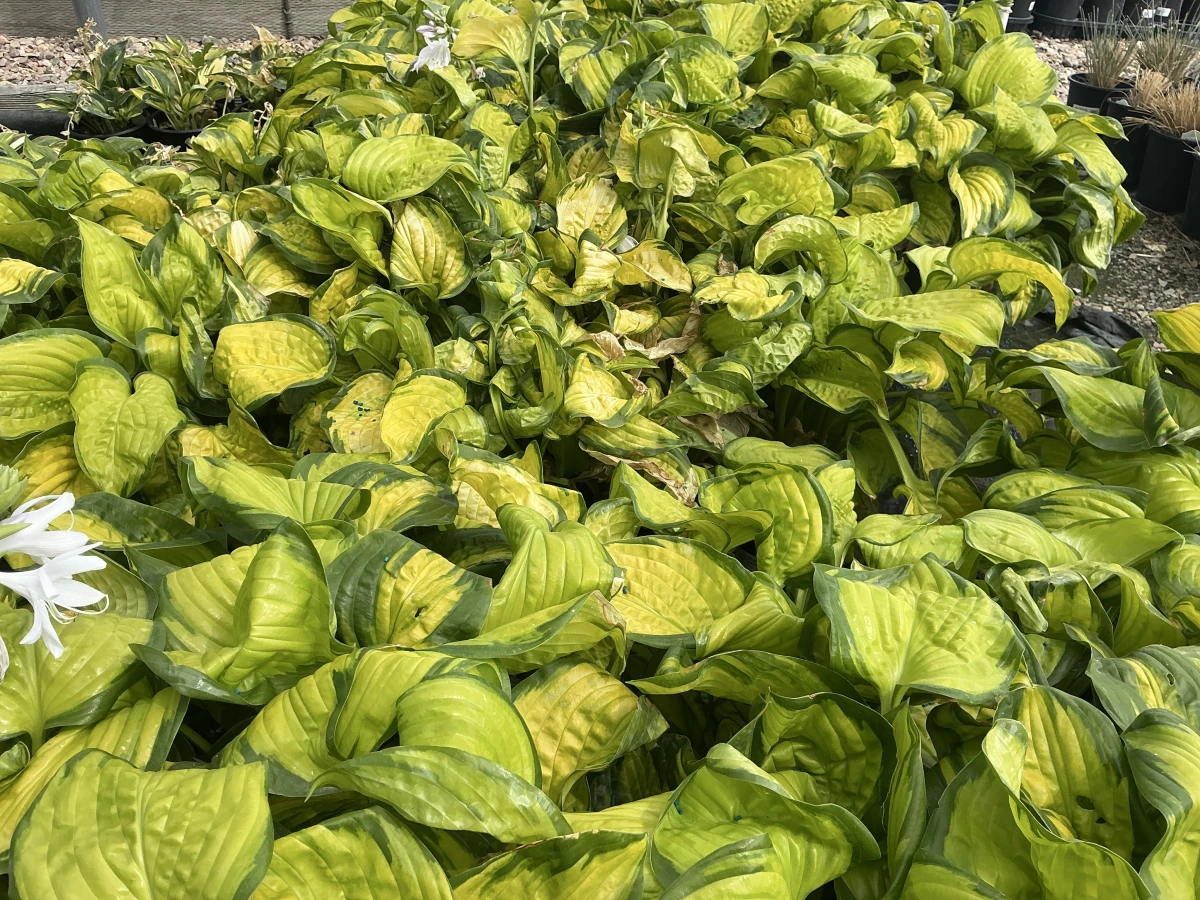 Plantain Lily