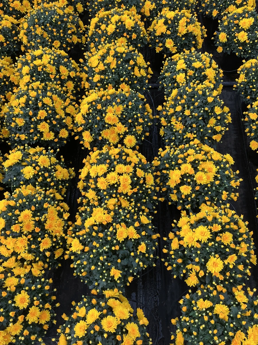 Garden Mum