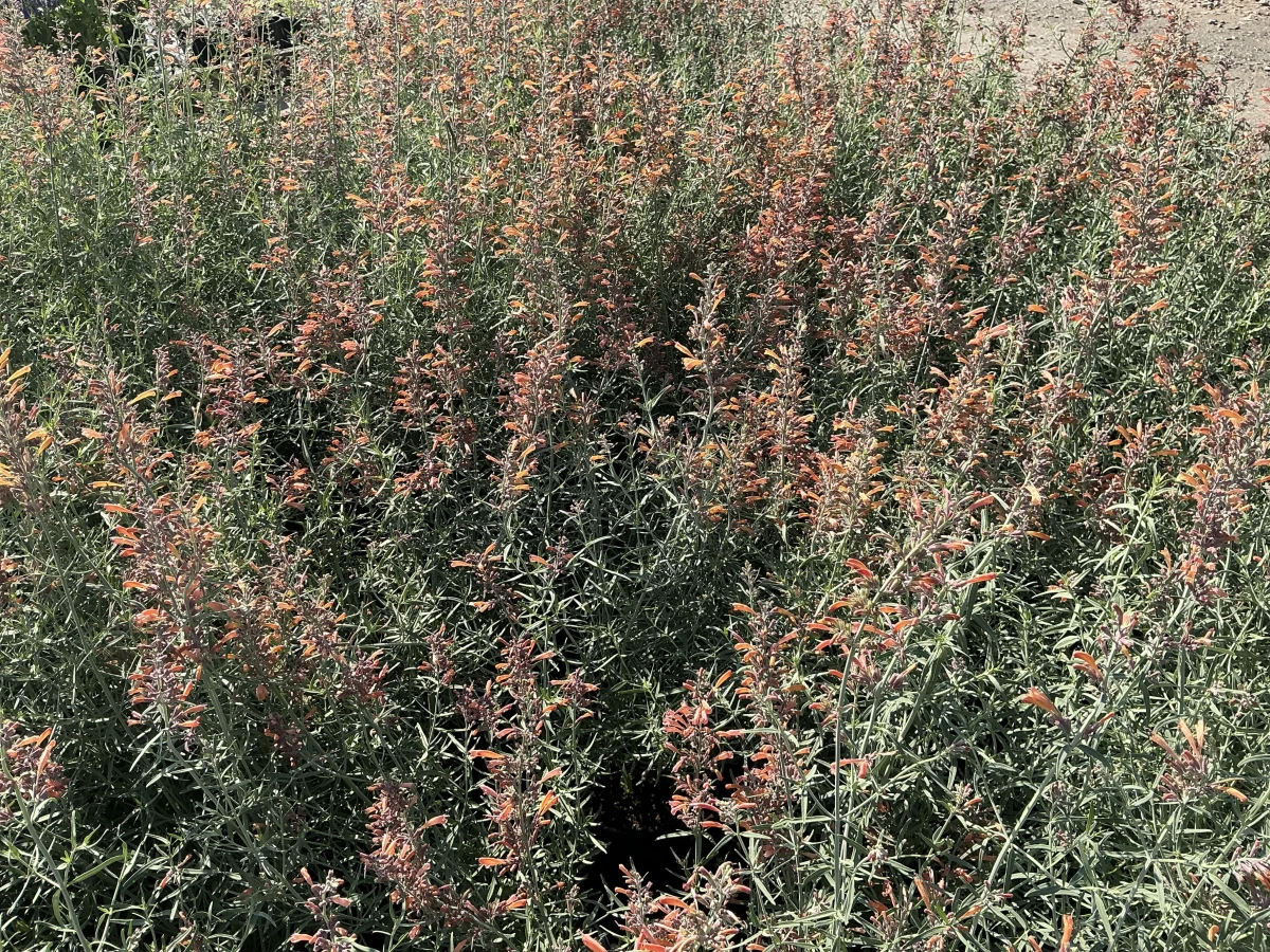 Hyssop, Hummingbird Mint