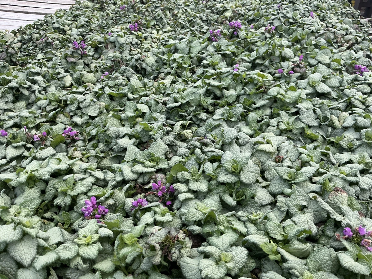 Spotted Deadnettle