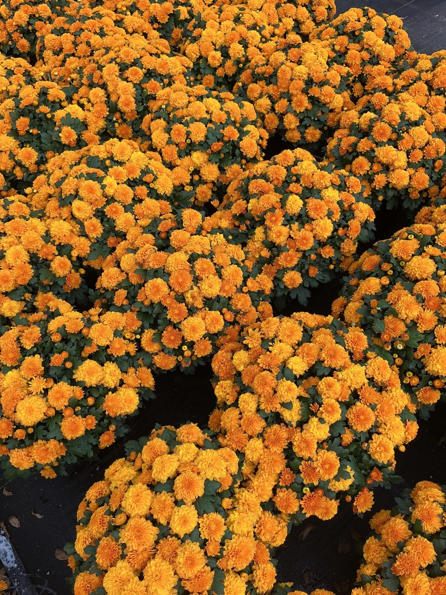 Garden Mum