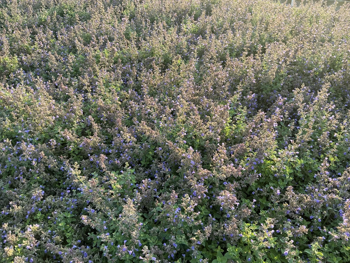 Catmint
