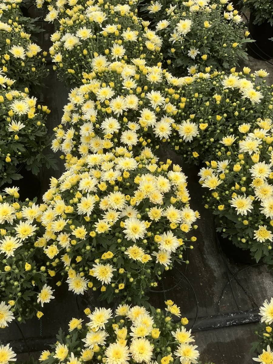 Garden Mum