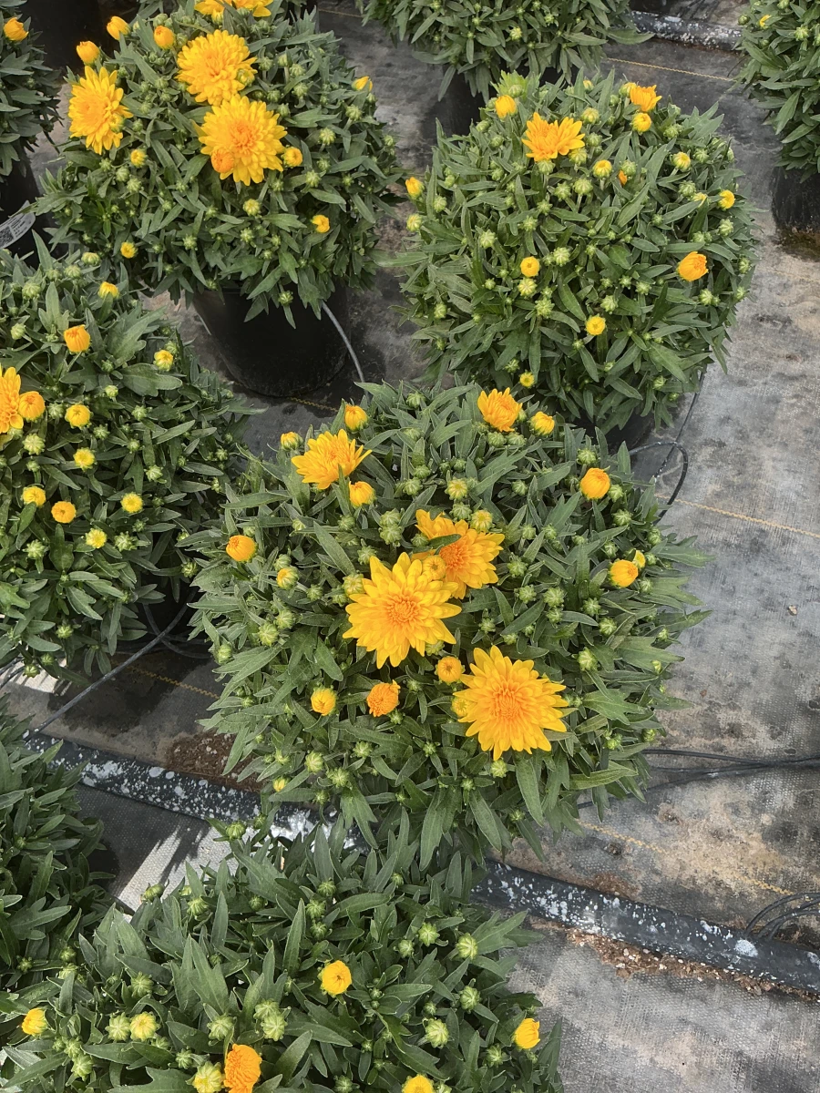 Garden Mum