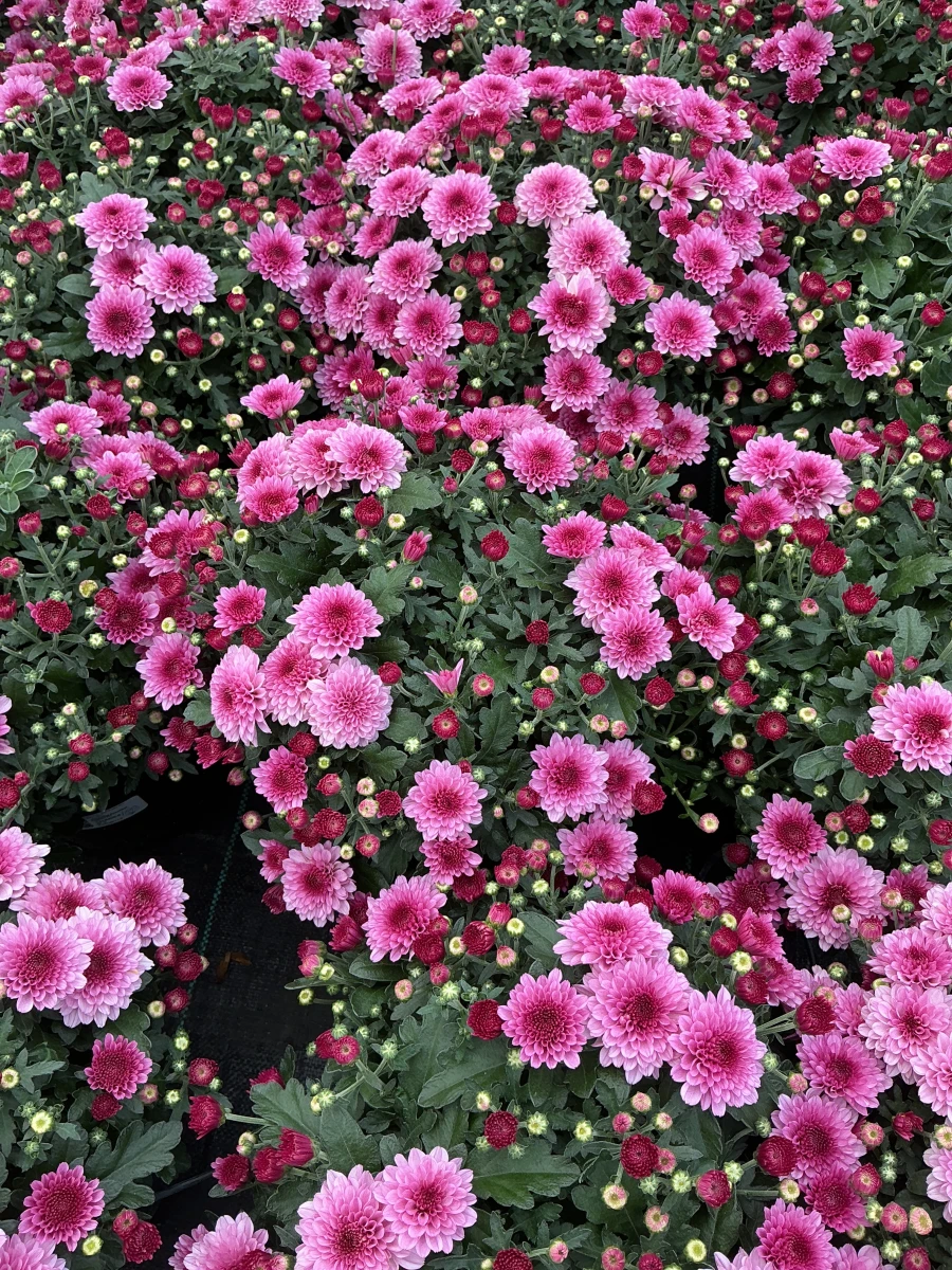 Garden Mum