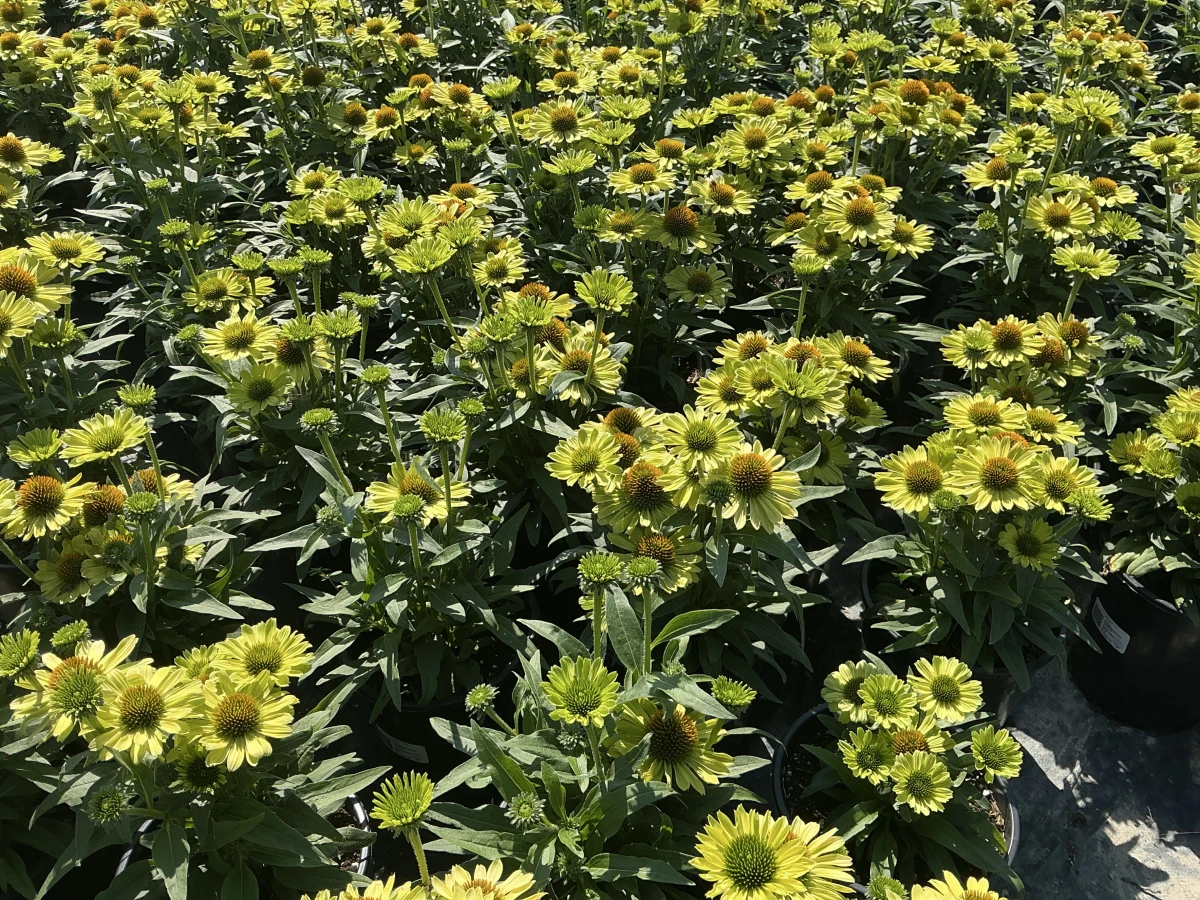 Coneflower