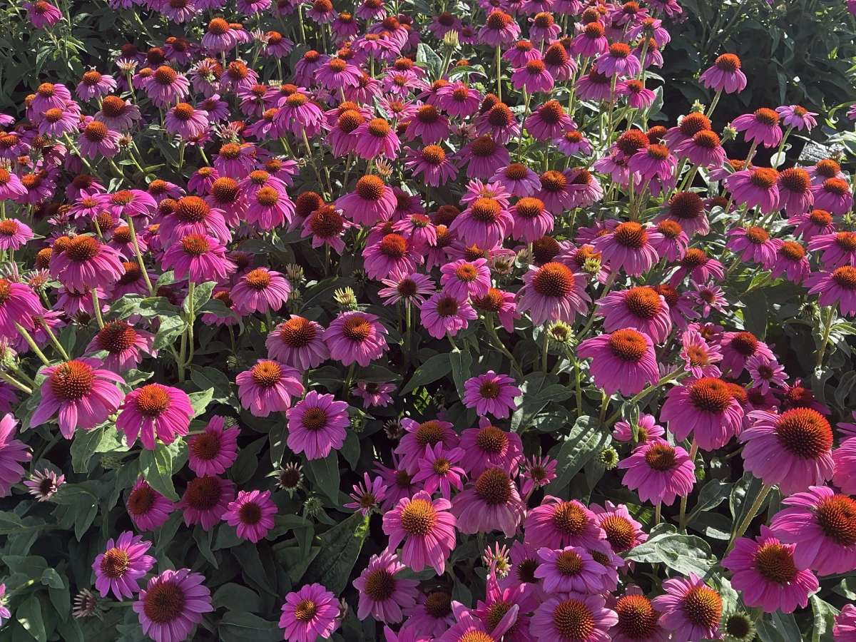 Coneflower