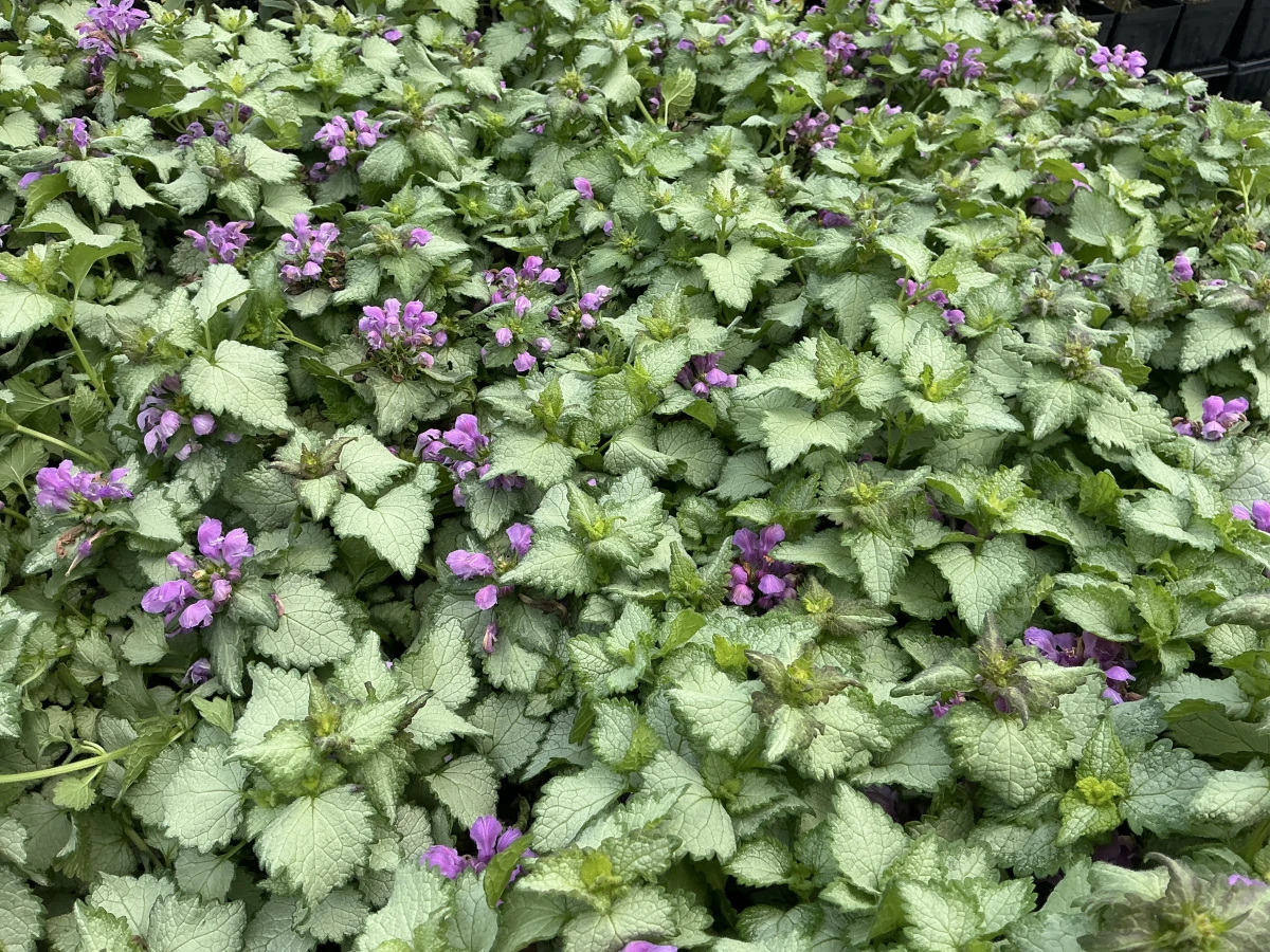 Spotted Deadnettle