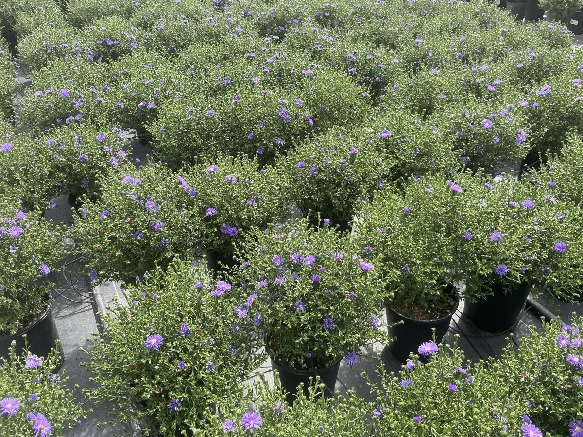 Michaelmas Daisy, New York Aster