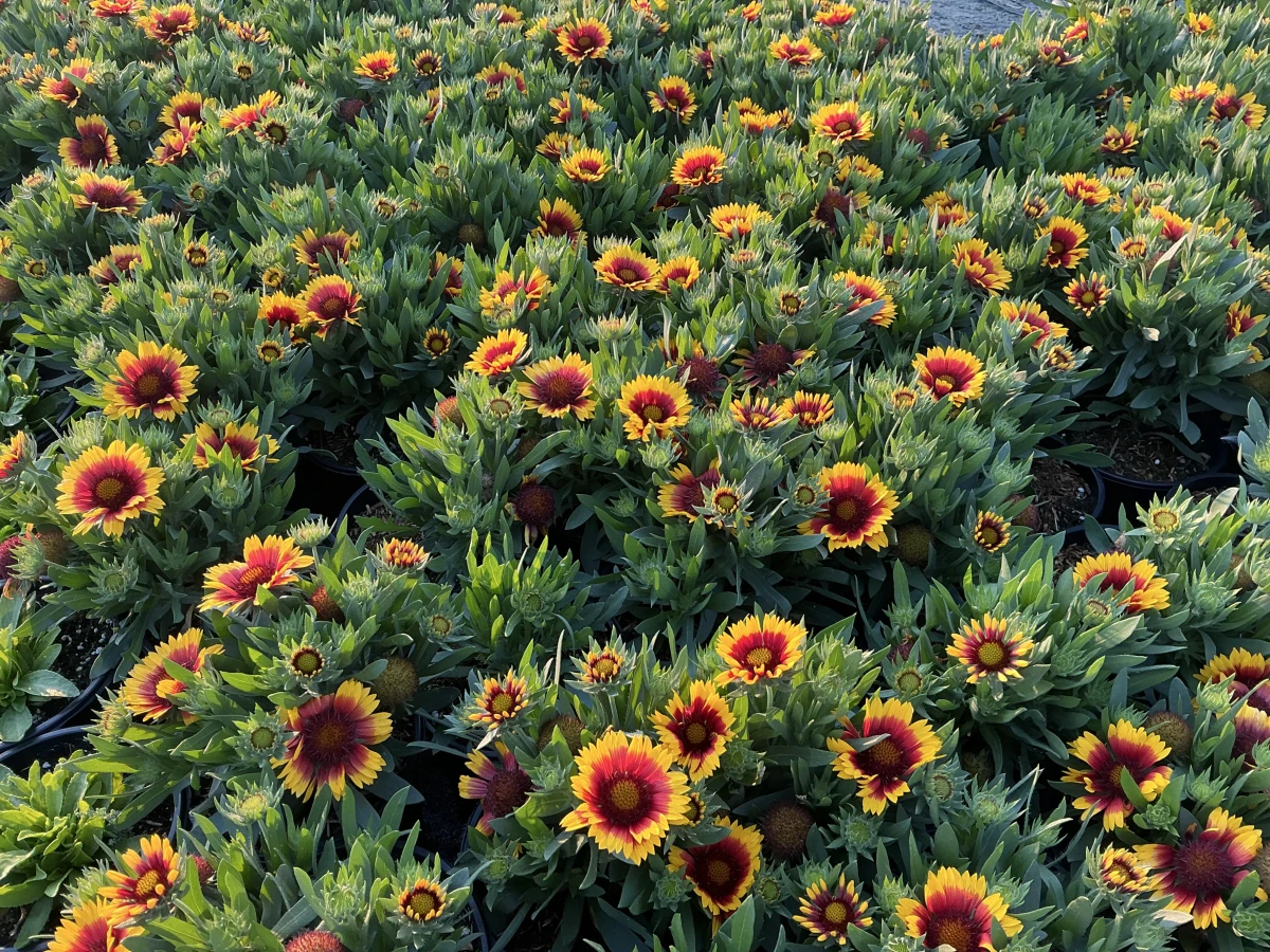 Blanket Flower