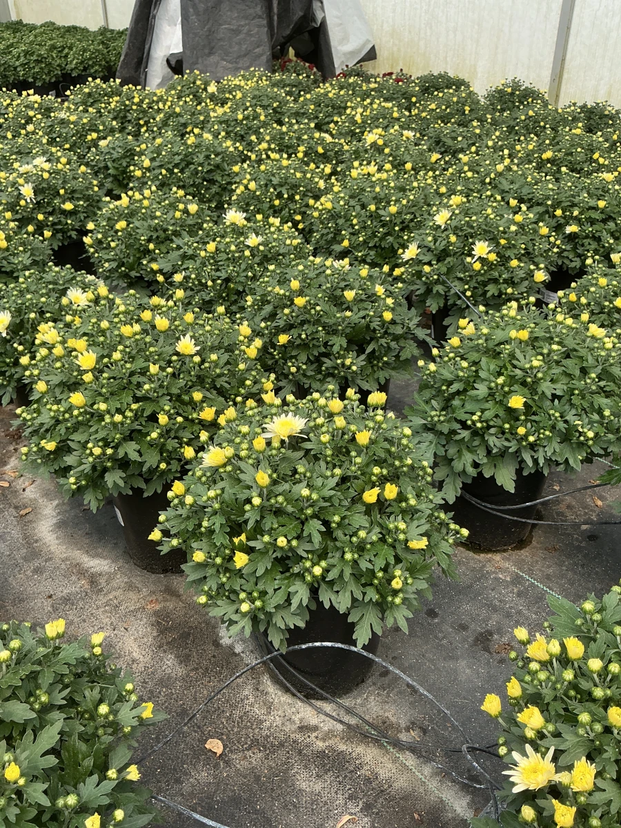 Garden Mum