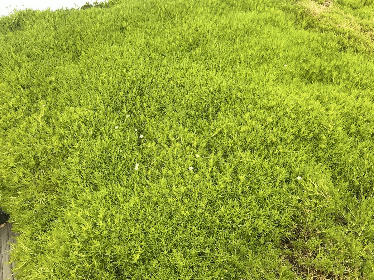 Scotch Moss