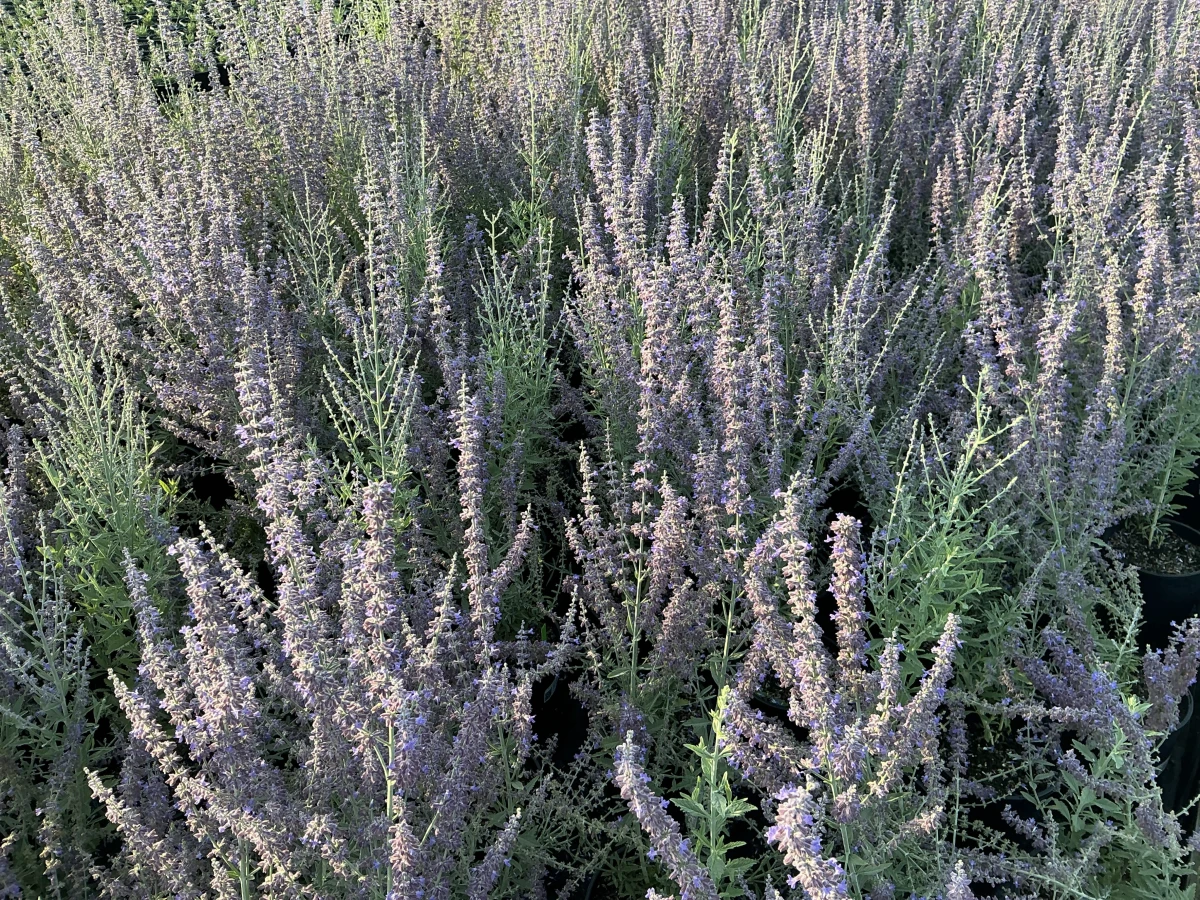 Russian Sage