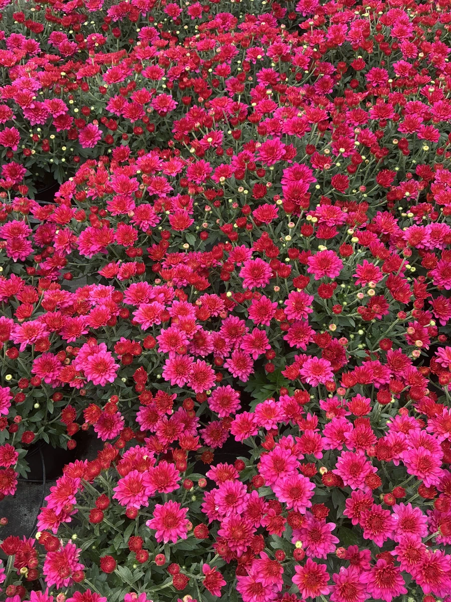 Garden Mum