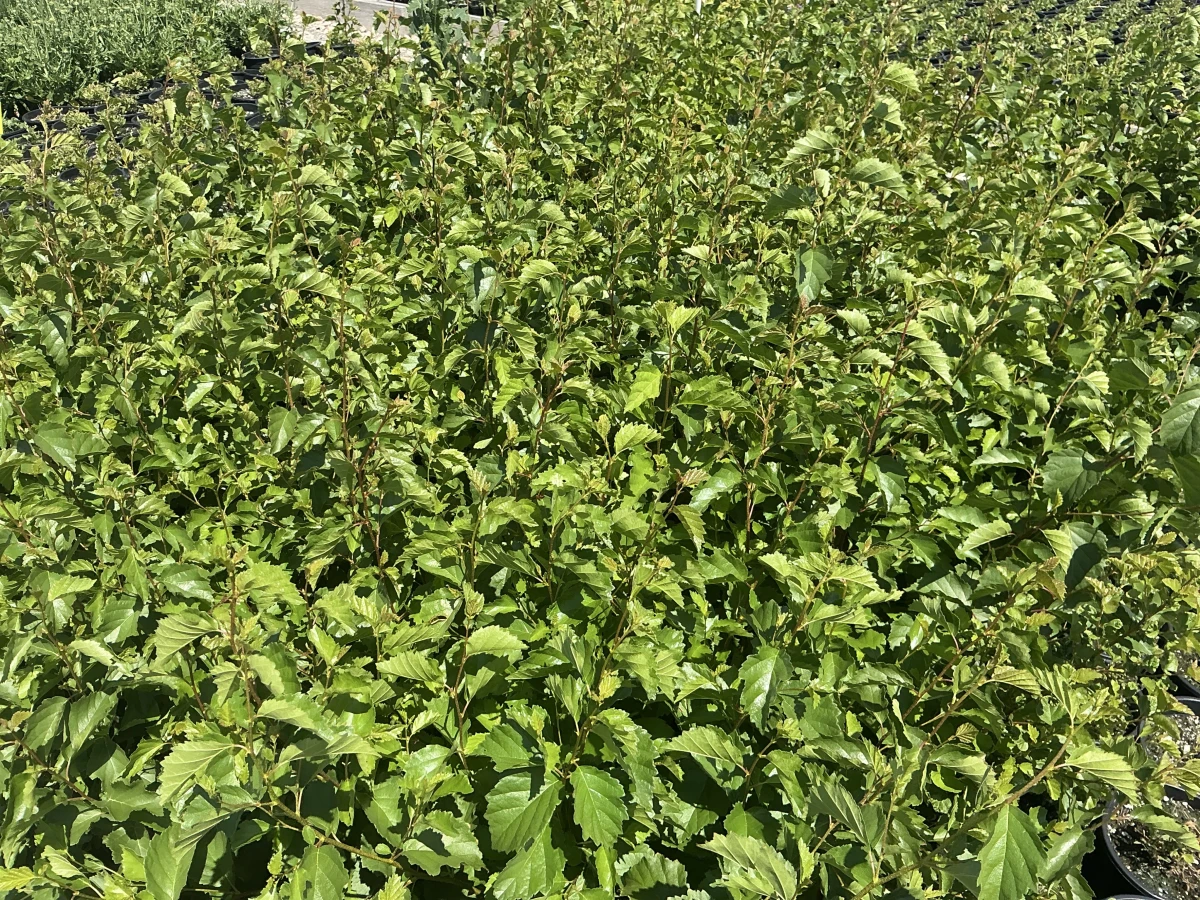 Western Water Birch