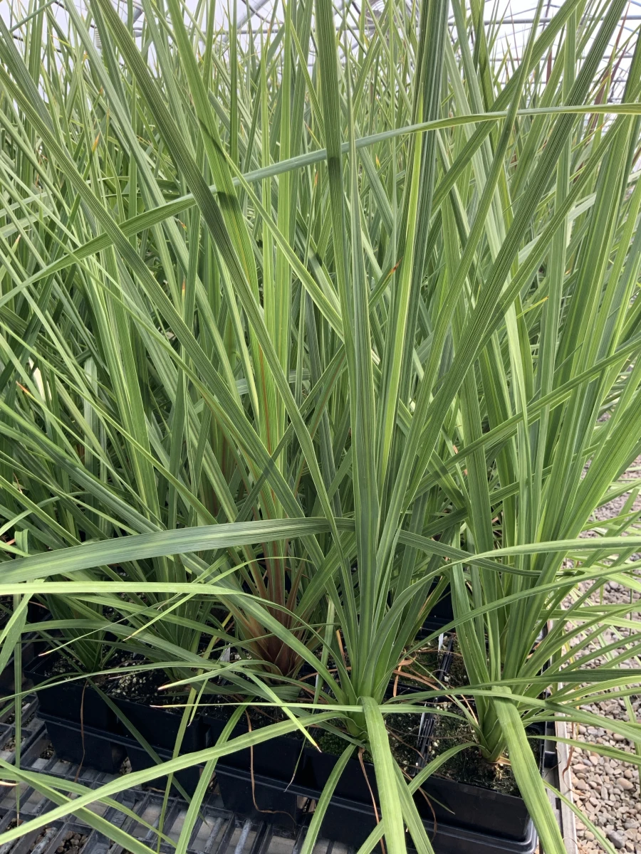 Green Spike