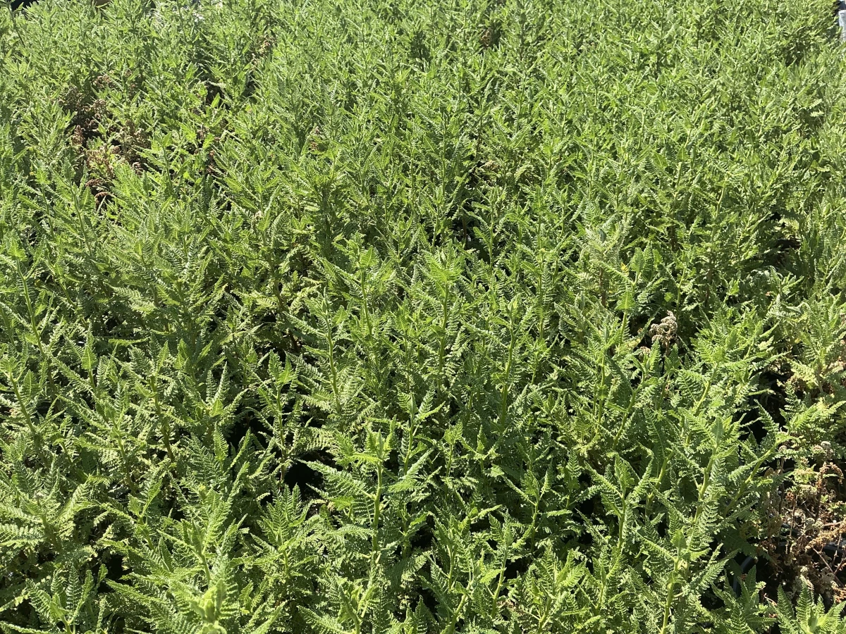 Fernbush