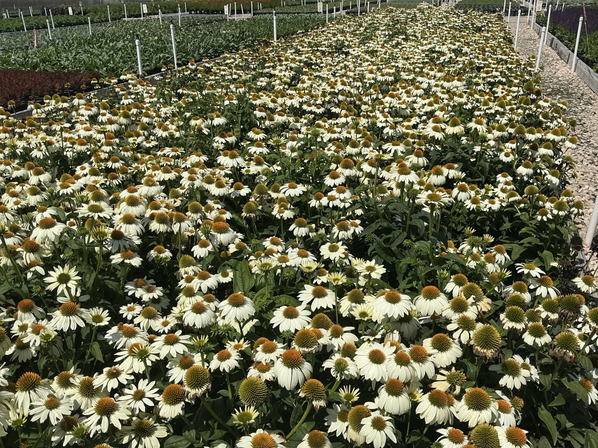 Coneflower