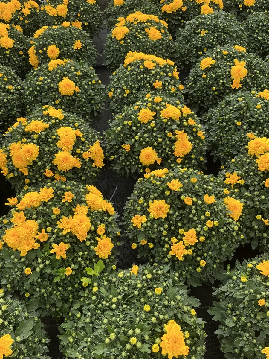 Garden Mum