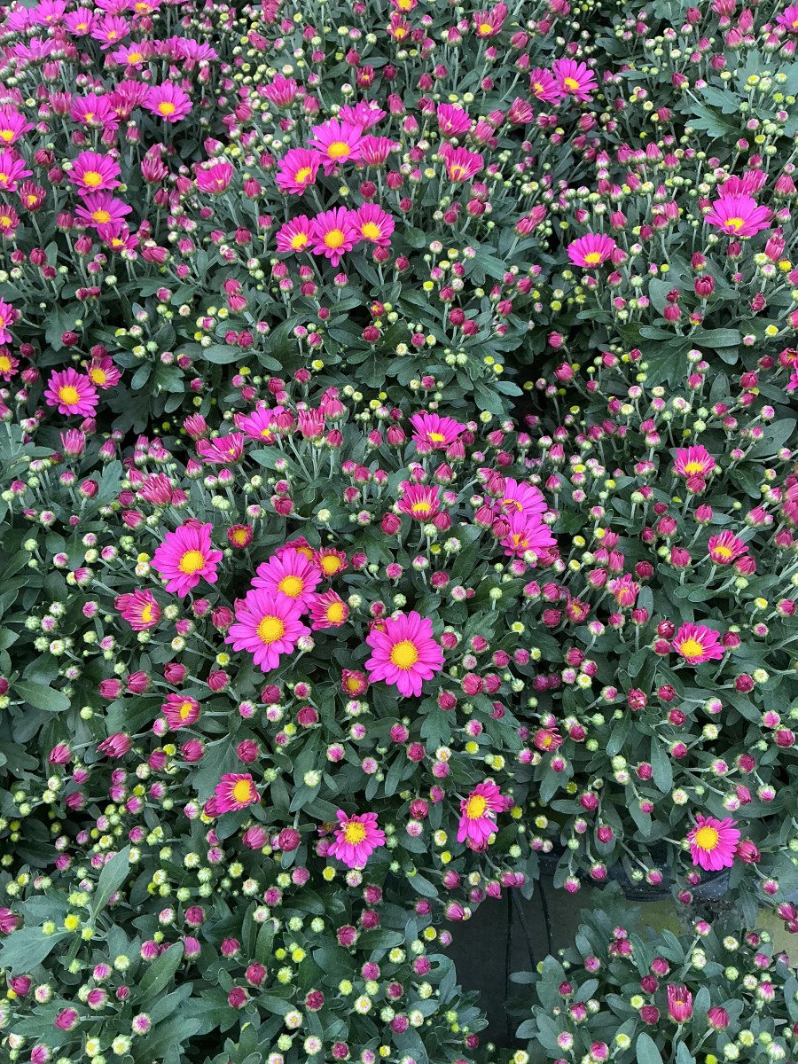 Garden Mum