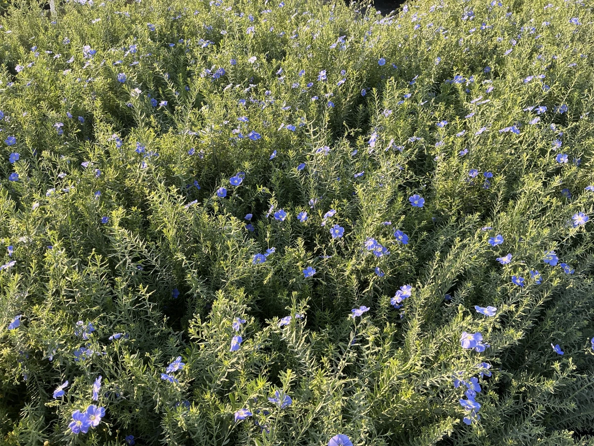 Blue Flax