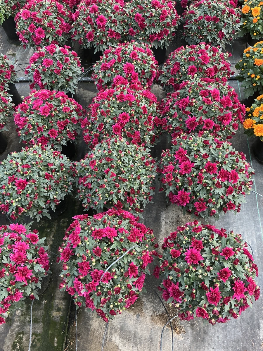 Garden Mum