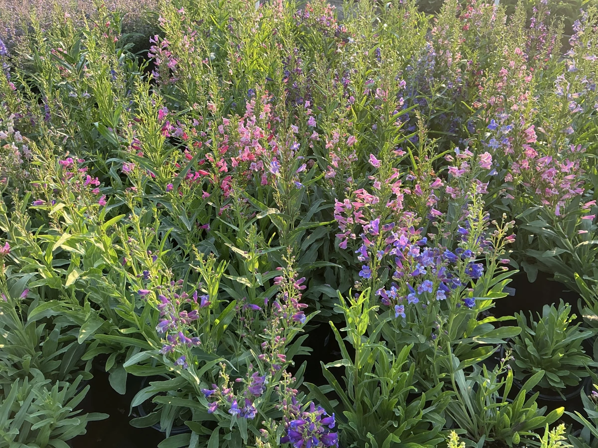 Beardtongue