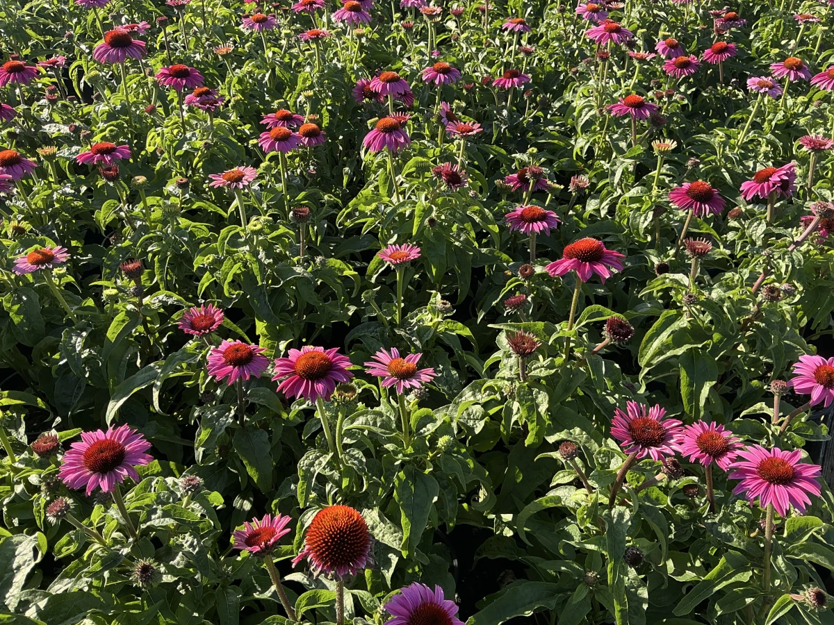 Coneflower