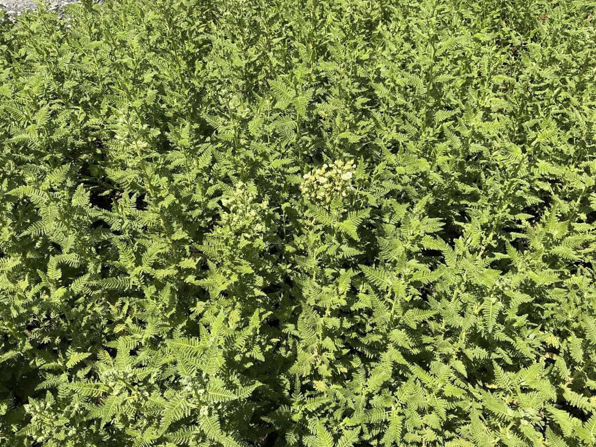 Fernbush