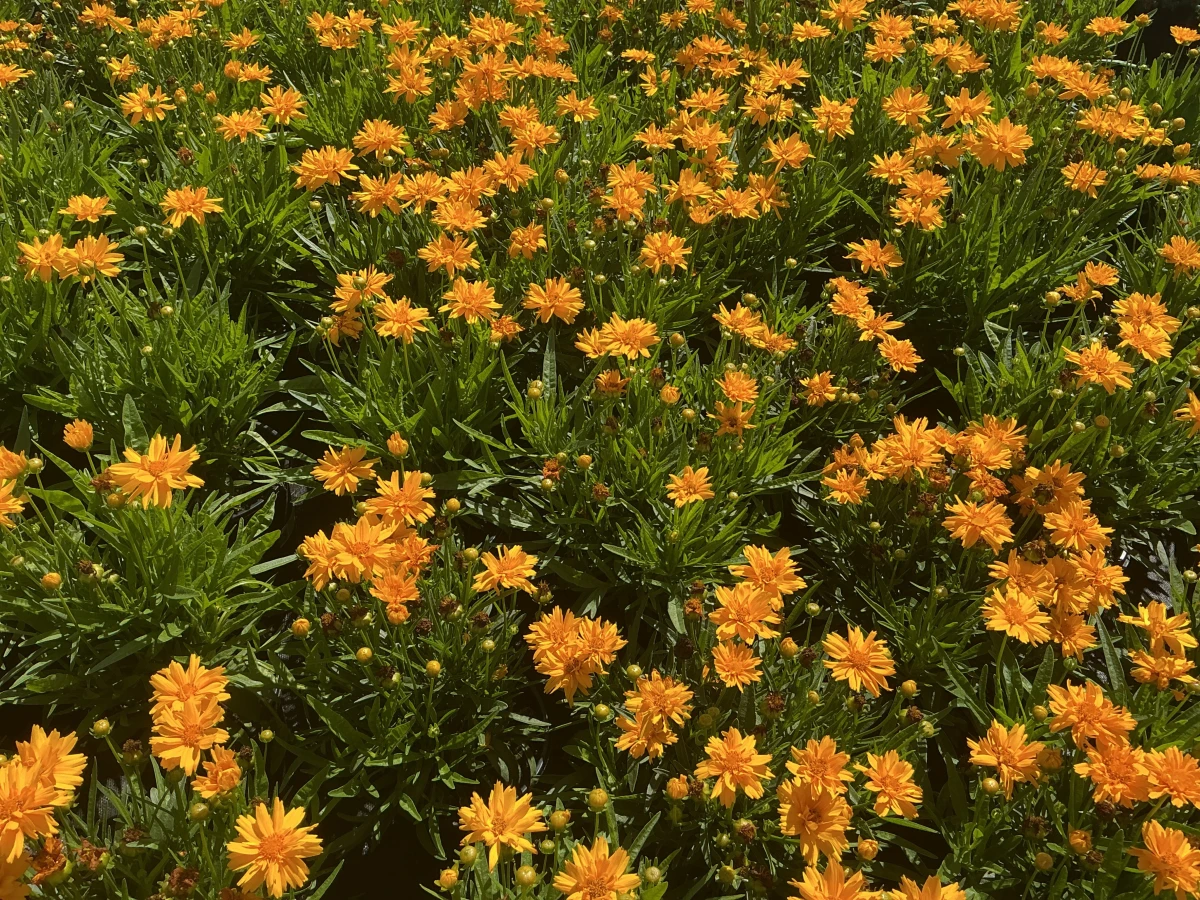 Tickseed