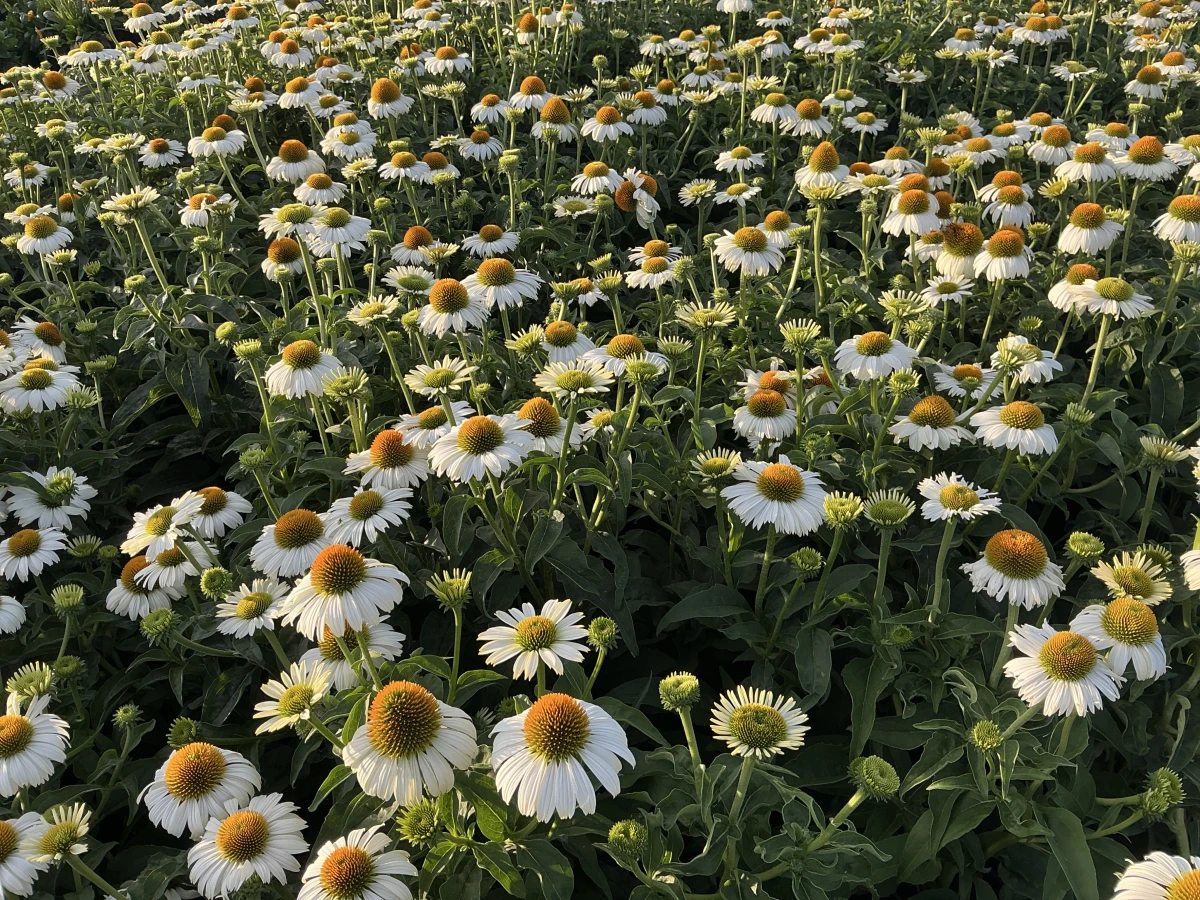 Coneflower