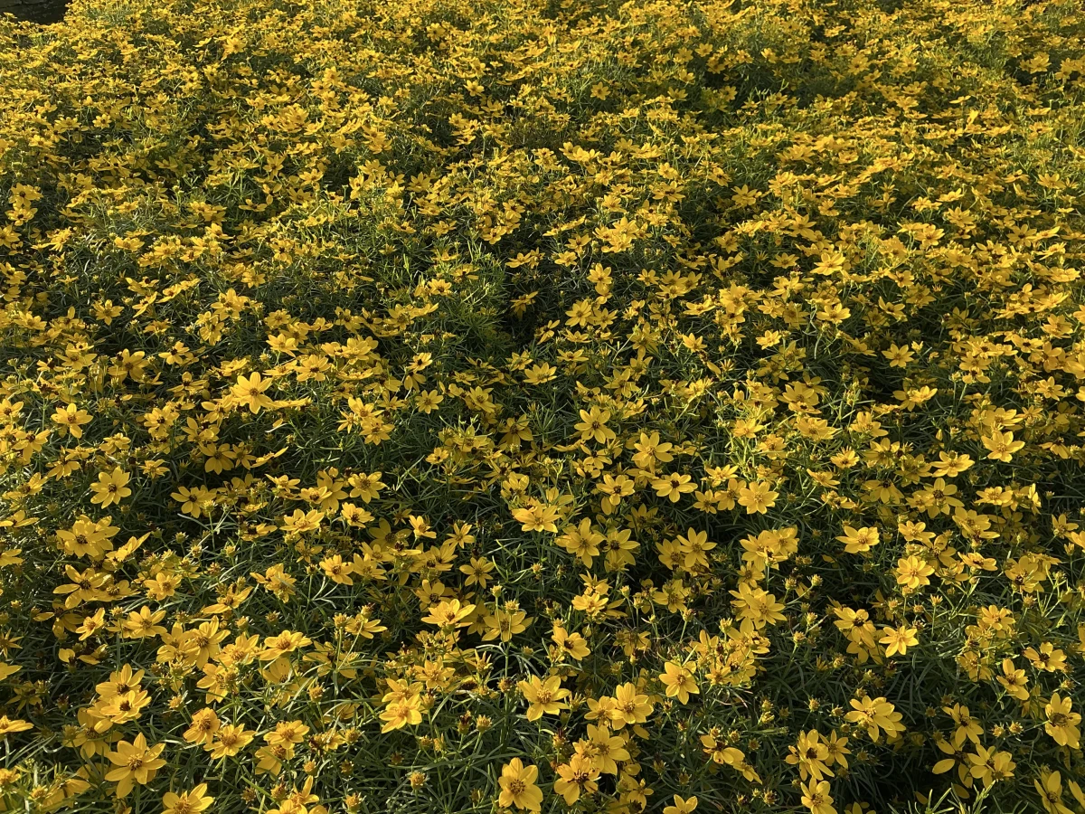 Threadlead Coreopsis