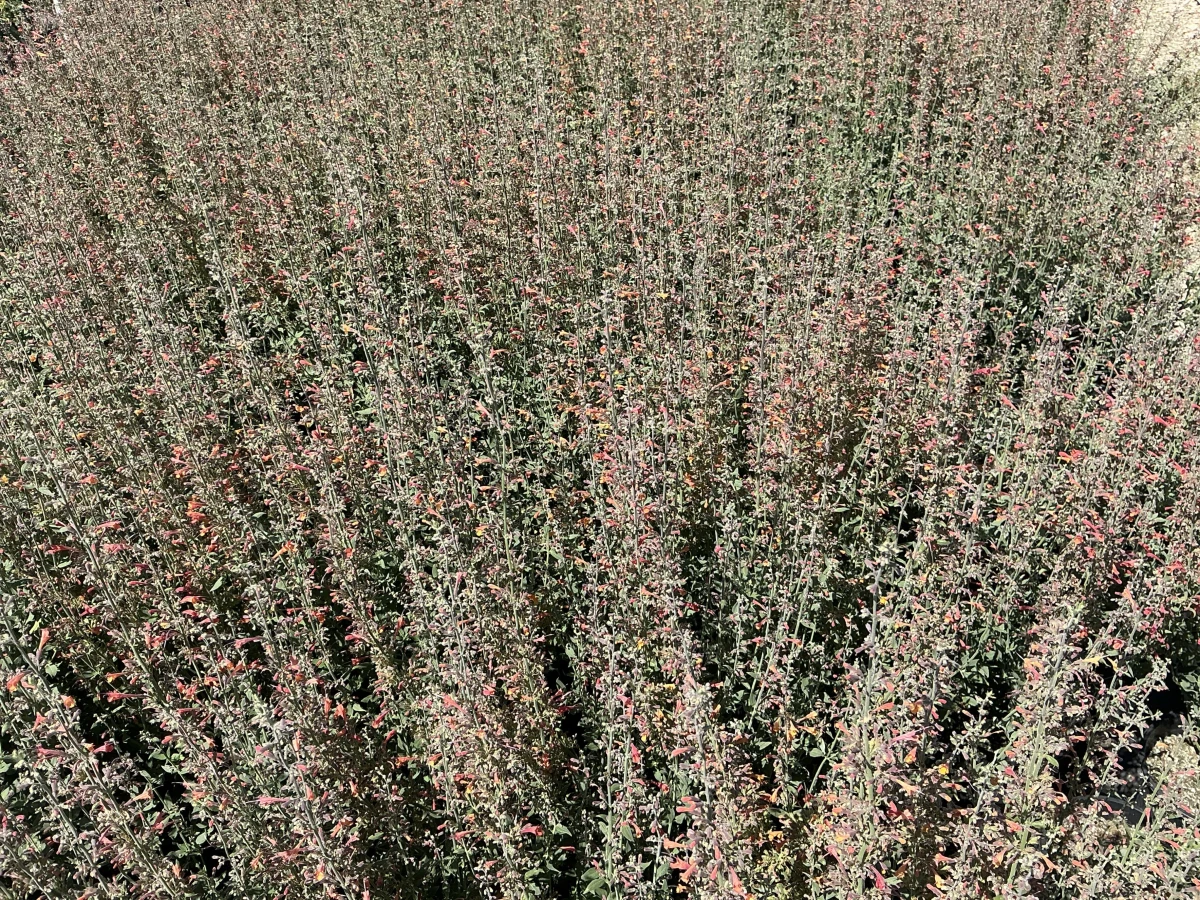 Hyssop, Hummingbird Mint