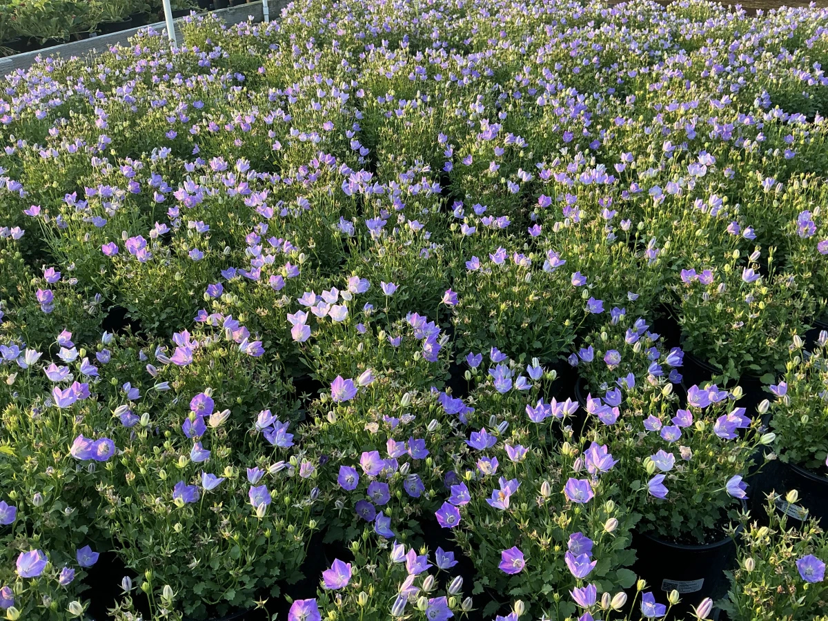 Bellflower