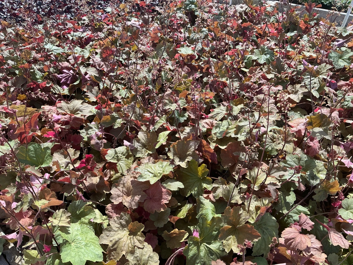 Coral Bells