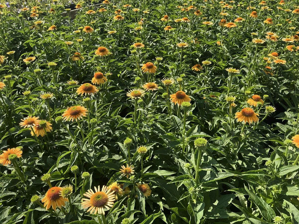 Coneflower