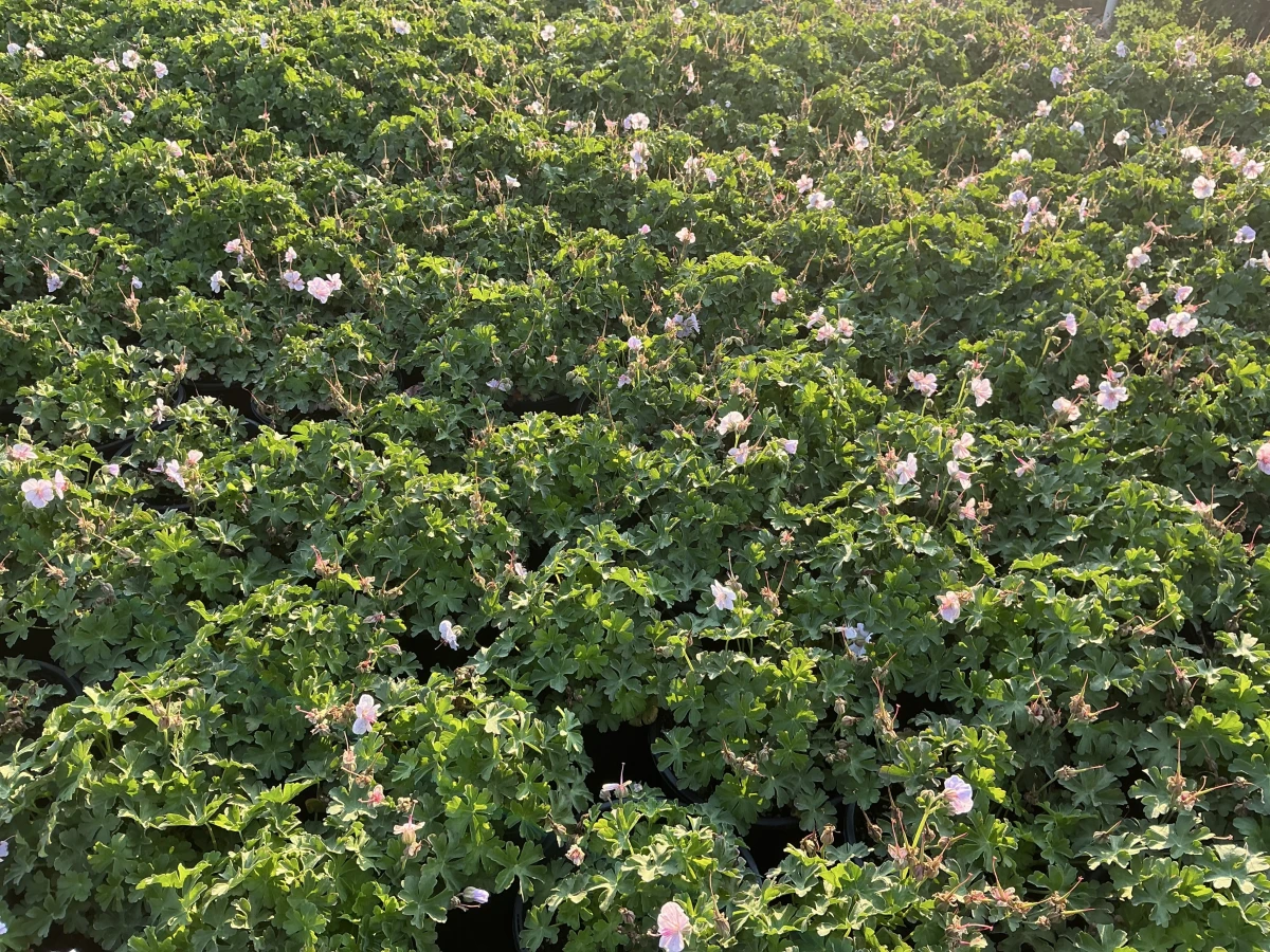 Cranesbill