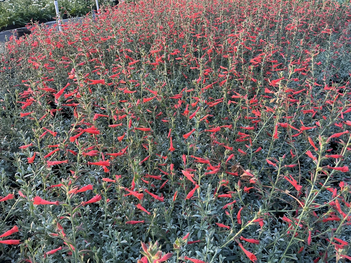 California Fuchsia *TRIAL*