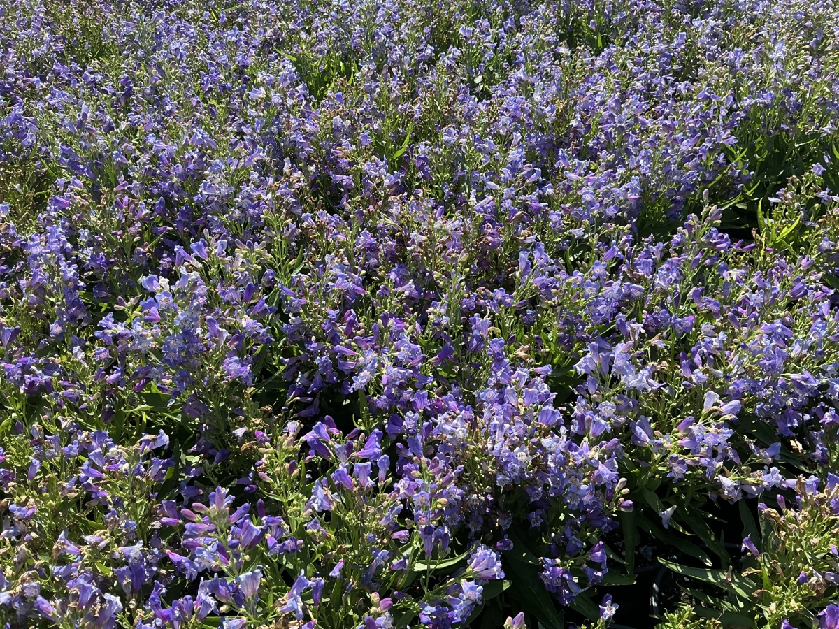 Beardtongue