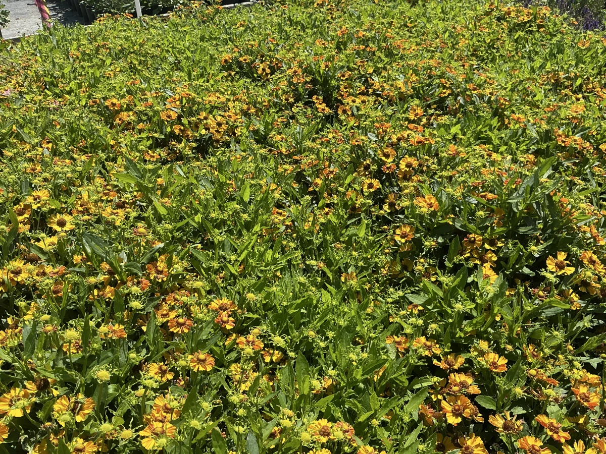 Sneezeweed