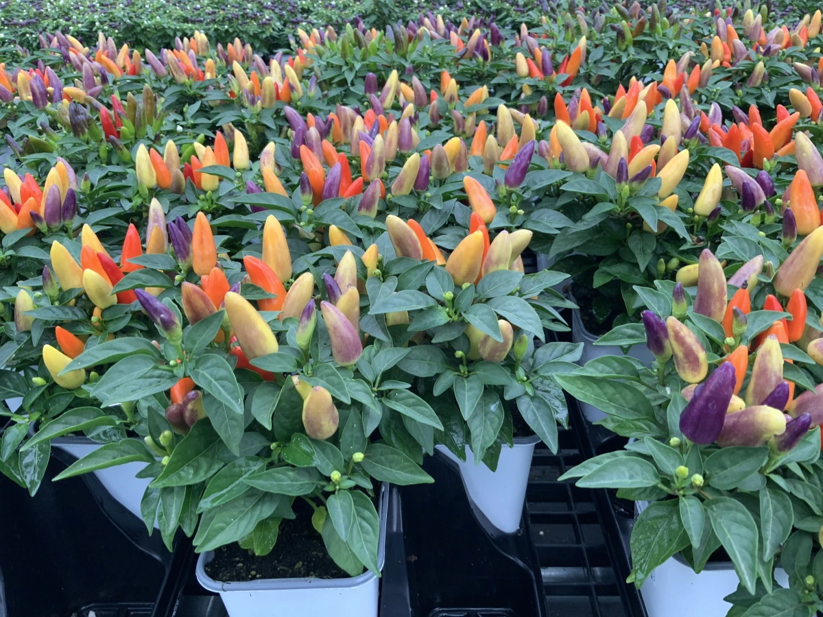 Annual Ornamental Pepper