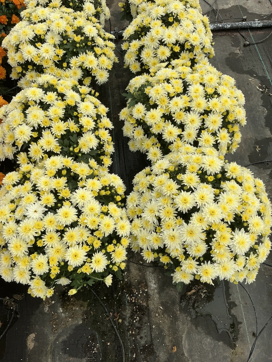 Garden Mum