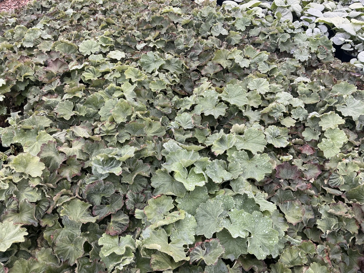 Lady's Mantle