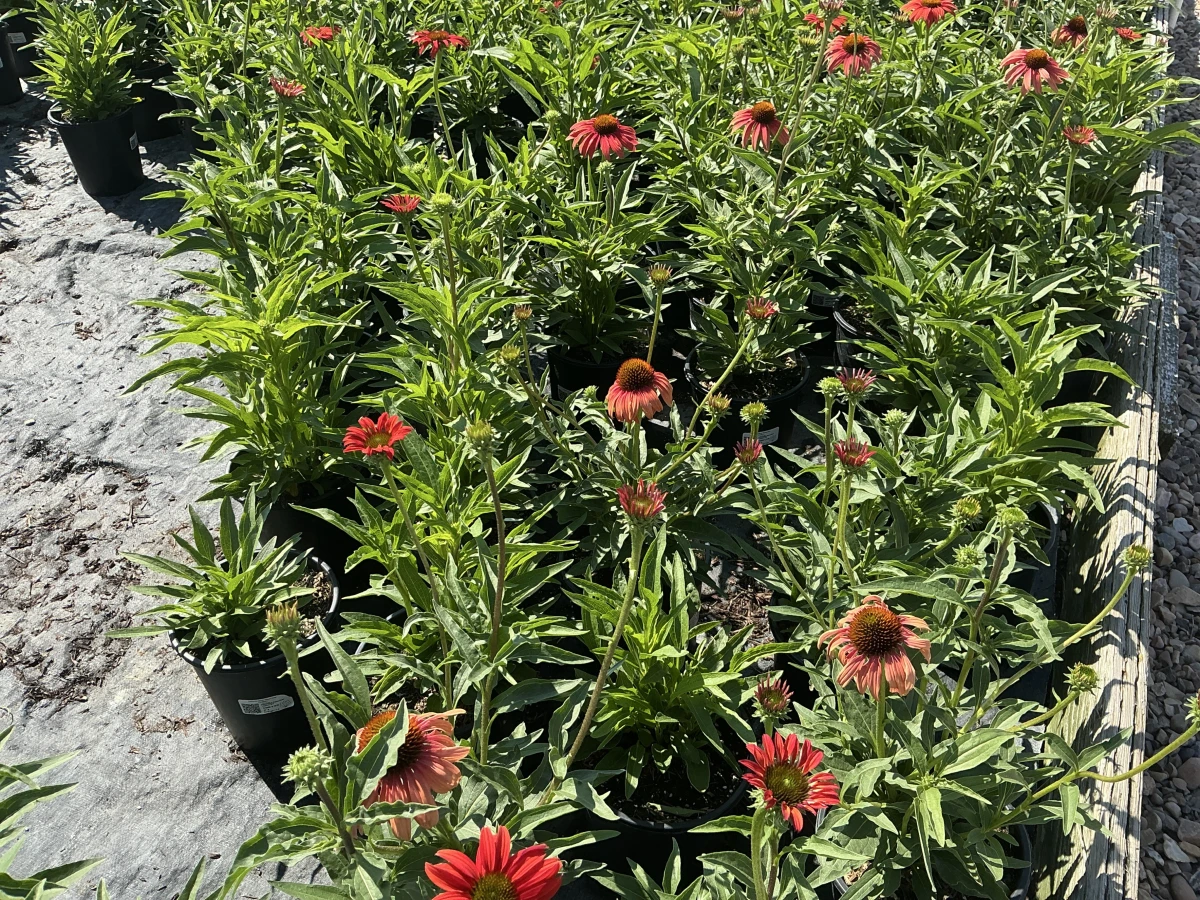 Coneflower