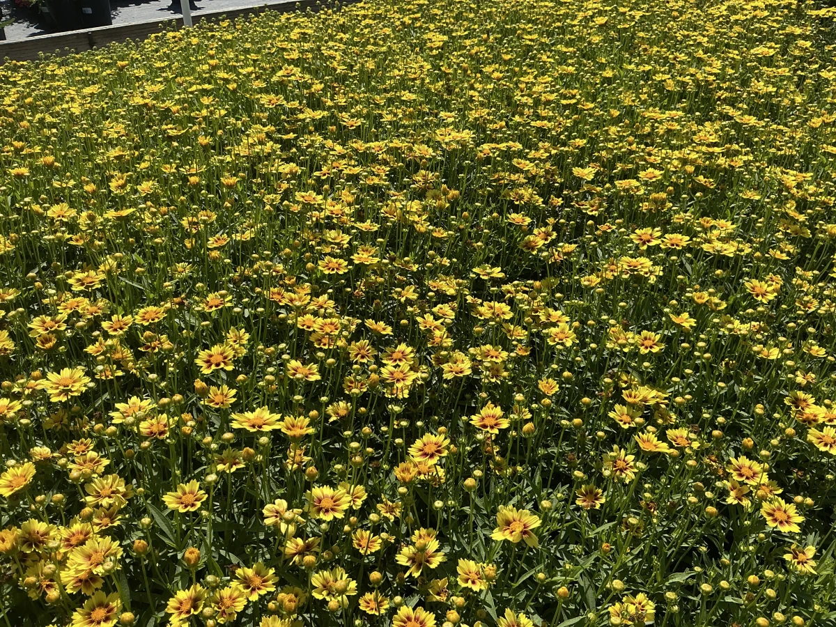 Tickseed