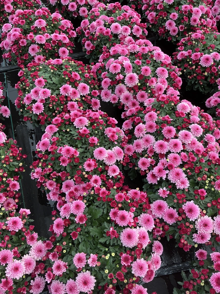 Garden Mum