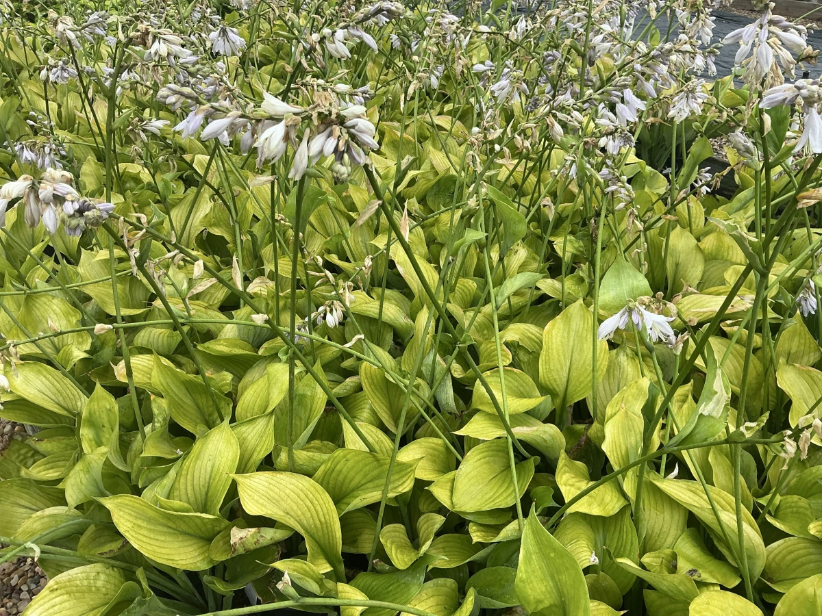 Plantain Lily