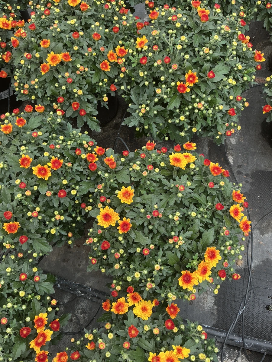 Garden Mum