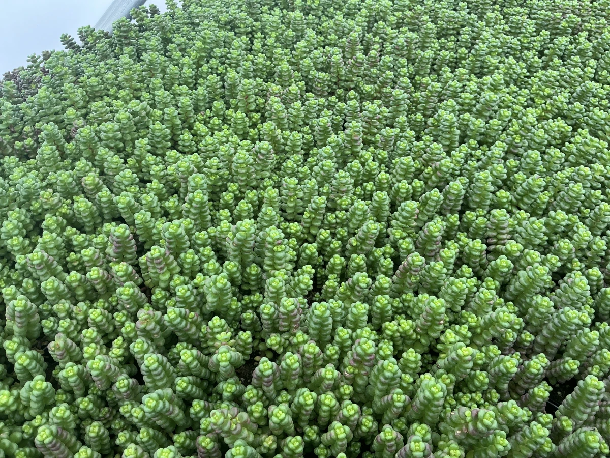 Stonecrop
