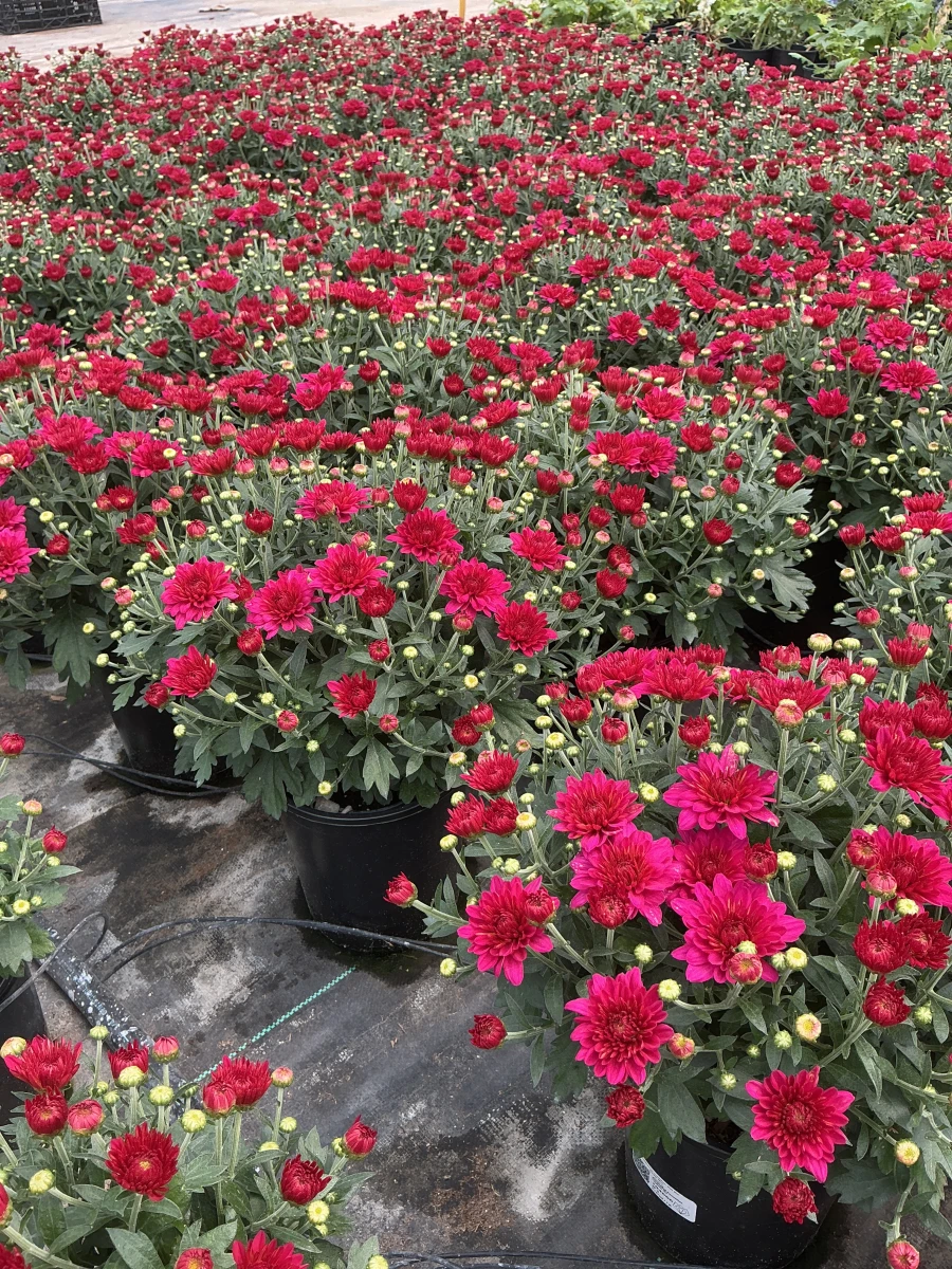 Garden Mum